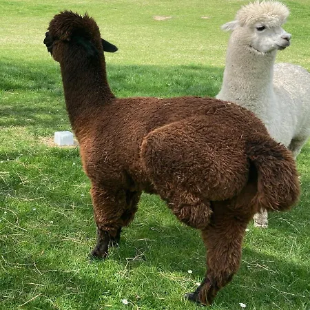 Ourea Oda ve Kahvaltı