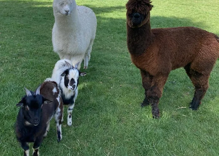 Ouréa Couette-café Campan