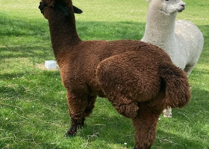 Ouréa Couette-café